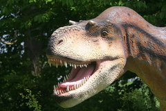 Killikus&reg; Fotographie